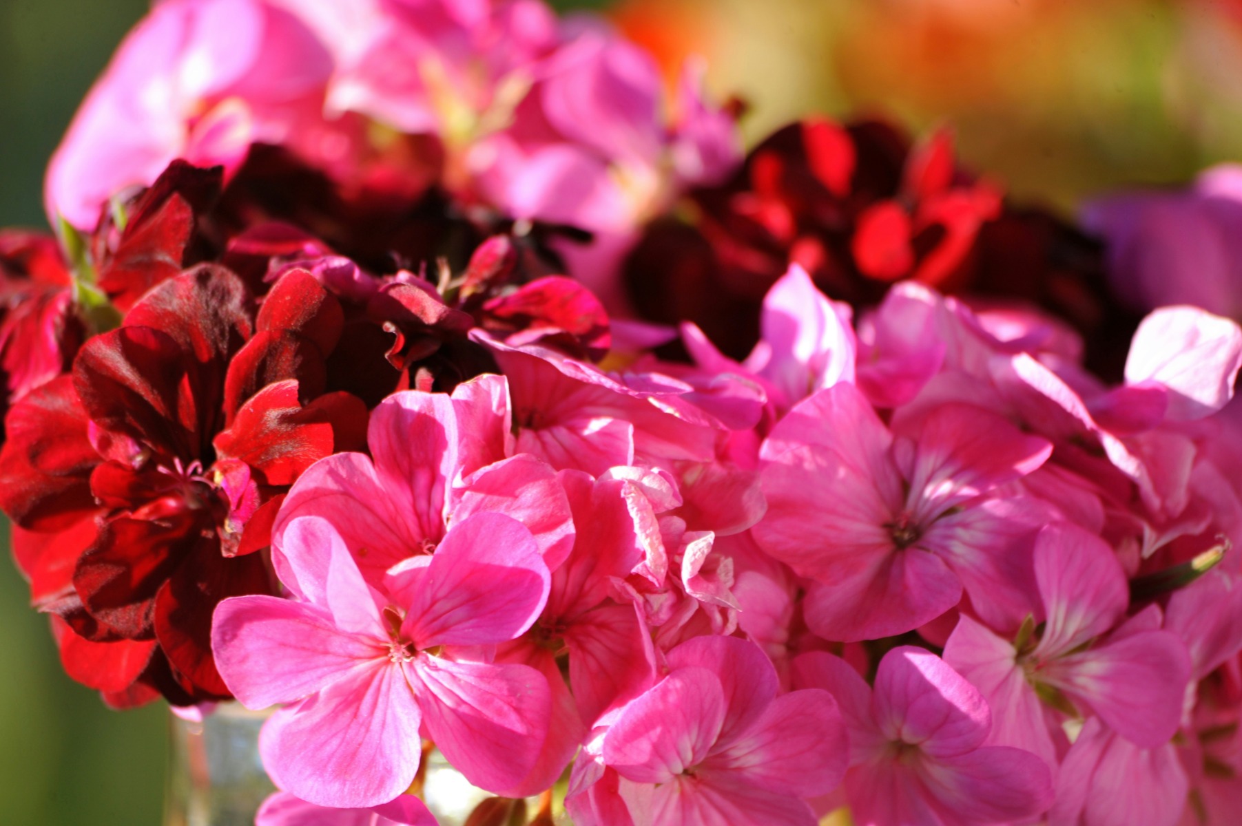 Hanging baskets - how to plant them up